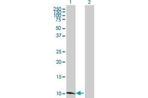 Western Blot analysis of SLURP1 expression in transfected 293T cell line by SLURP1 MaxPab polyclonal antibody. (SLURP1 antibody  (AA 1-103))