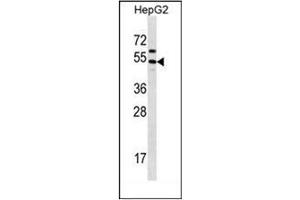Western Blotting (WB) image for anti-Grainyhead-Like 1 (GRHL1) (AA 293-322), (Middle Region) antibody (ABIN952629)