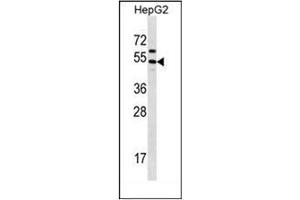 Western blot analysis of GRHL1 Antibody (Center) in HepG2 cell line lysates (35ug/lane).