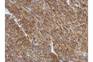 Image no. 1 for anti-Ribosomal Protein S3A (RPS3A) (AA 1-264) antibody (ABIN1501993) (RPS3A antibody  (AA 1-264))