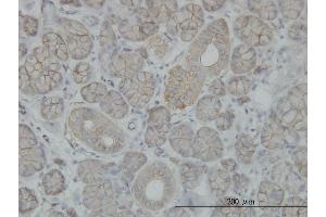 Immunoperoxidase of monoclonal antibody to SLC4A8 on formalin-fixed paraffin-embedded human salivary gland. (SLC4A8 antibody  (AA 187-286))
