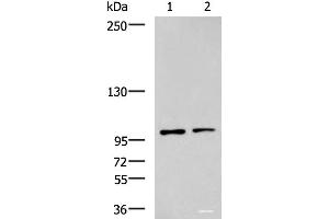 Western blot analysis of Raji and HepG2 cell lysates using GLI1 Polyclonal Antibody at dilution of 1:900 (GLI1 antibody)