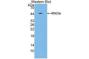 Detection of Recombinant SCARA5, Human using Polyclonal Antibody to Scavenger Receptor Class A Member 5 (SCARA5) (SCARA5 antibody  (AA 118-495))