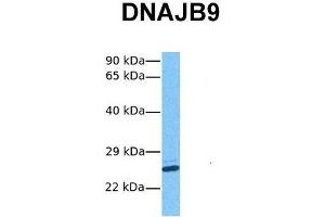 Host:  Rabbit  Target Name:  DNAJB9  Sample Tissue:  Human Hela  Antibody Dilution:  1. (DNAJB9 antibody  (N-Term))