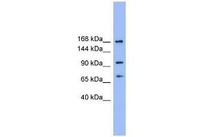WB Suggested Anti-ADAMTS19 Antibody Titration:  0.