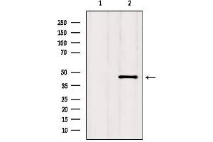Western blot analysis of extracts from HepG2, using CCR2 Antibody. (CCR2 antibody  (Internal Region))