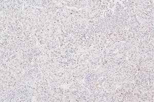 IHC analysis of H1F0 using anti-H1F0 antibody (ABIN7600521). (Histone H1 antibody  (AA 20-159))
