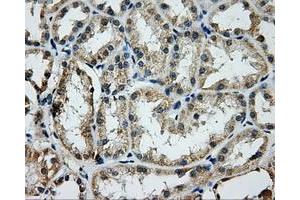 Immunohistochemical staining of paraffin-embedded Kidney tissue using anti-GRIPAP1mouse monoclonal antibody. (GRIPAP1 antibody)