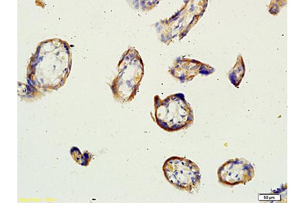 Factor XIII antibody  (AA 331-732)
