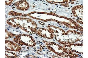 Immunohistochemical staining of paraffin-embedded Human Kidney tissue using anti-LMAN1 mouse monoclonal antibody. (LMAN1 antibody)