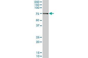 SWAP70 MaxPab polyclonal antibody. (SWAP70 antibody  (AA 1-585))