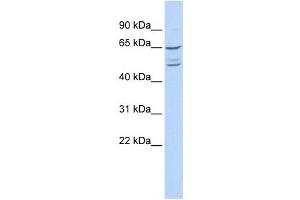 Western Blotting (WB) image for anti-Zinc Finger Protein 415 (ZNF415) antibody (ABIN2458387) (ZNF415 antibody)