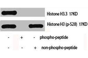 Western Blot analysis of Hela cells using Histone H3. (Histone H3.3 antibody)