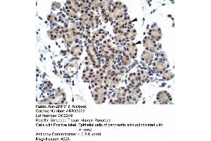 Human Pancreas (ZNF318 antibody  (N-Term))