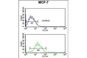 ENDOG Antibody (C-term) (ABIN390490 and ABIN2840849) flow cytometric analysis of MCF-7 cells (bottom histogram) compared to a negative control cell (top histogram). (Endonuclease G antibody  (C-Term))