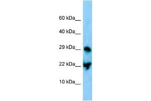 WB Suggested Anti-Atf3 Antibody Titration: 1. (ATF3 antibody  (C-Term))