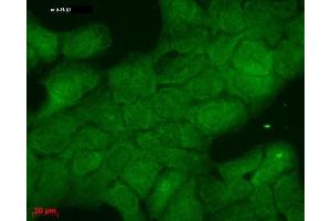 Immunocytochemistry/Immunofluorescence analysis using Mouse Anti-Hsp40 Monoclonal Antibody, Clone 3B9. (DNAJB1 antibody)