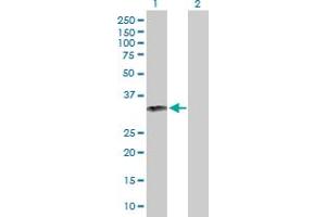 Western Blot analysis of GZMB expression in transfected 293T cell line by GZMB MaxPab polyclonal antibody. (GZMB antibody  (AA 1-247))