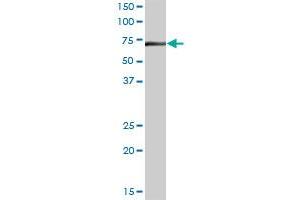 DARS2 MaxPab polyclonal antibody. (DARS2 antibody  (AA 1-645))