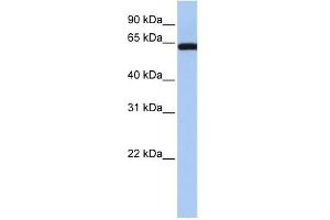 LGALS3BP antibody used at 1 ug/ml to detect target protein. (LGALS3BP antibody  (Middle Region))