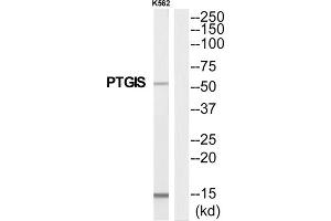 Western Blotting (WB) image for anti-Prostaglandin I2 (Prostacyclin) Synthase (PTGIS) (Internal Region) antibody (ABIN1852636) (PTGIS antibody  (Internal Region))