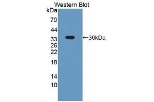 Western blot analysis of the recombinant protein. (SDCBP antibody  (AA 2-298))