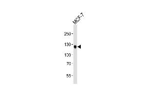 Lane 1: MCF-7 cell lysates, probed with DDR1 (1464CT339. (DDR1 antibody)