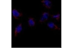 Immunofluorescence analysis of Bmp7 Antibody (N-term) (ABIN388457 and ABIN2848828) in HeLa cells. (BMP7 antibody  (N-Term))