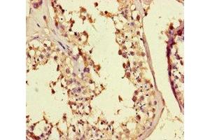 Immunohistochemistry of paraffin-embedded human testis tissue using ABIN7159136 at dilution of 1:100 (MED25 antibody  (AA 112-140))