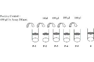 This picture shows the preparation of the positive control.