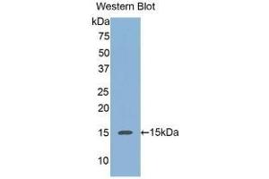 Detection of Recombinant REG3a, Human using Monoclonal Antibody to Regenerating Islet Derived Protein 3 Alpha (REG3a) (REG3A antibody  (AA 40-164))