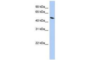 Image no. 1 for anti-Zinc Finger Protein 793 (ZNF793) (AA 287-336) antibody (ABIN6743555) (ZNF793 antibody  (AA 287-336))