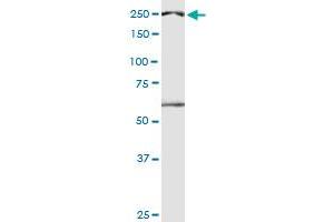 DIDO1 monoclonal antibody (M04), clone 3B1. (DIDO1 antibody  (AA 321-420))