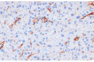Immunohistochemistry of paraffin-embedded Mouse pancreas using Phospho-eNOS(S1177) Polyclonal Antibody at dilution of 1:200 (40x lens). (ENOS antibody  (pSer1177))