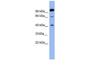 NTSR1 antibody used at 1 ug/ml to detect target protein. (NTSR1 antibody)