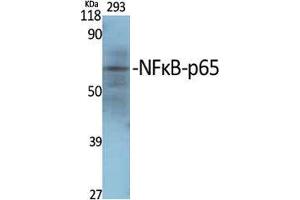 Western Blot (WB) analysis of specific cells using NFkappaB-p65 Polyclonal Antibody.