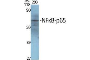 Western Blot (WB) analysis of specific cells using NFkappaB-p65 Polyclonal Antibody. (NF-kB p65 antibody  (Thr70))