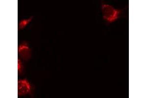 ABIN6277084 staining 293 by IF/ICC. (Osteoprotegerin antibody  (Internal Region))