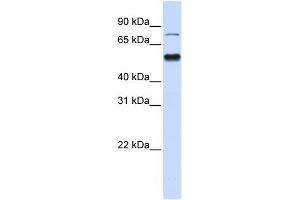 WB Suggested Anti-ZNF773 Antibody Titration:  0. (ZNF773 antibody  (N-Term))