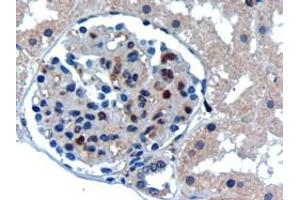 ABIN184894 (0. (UBE2I antibody  (N-Term))
