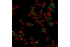 Immunofluorescence Analysis of Human Raji cells labeling HLA-DP with HLA-DP Rabbit Recombinant Monoclonal (HLA-DPB1/2862R) followed by Goat anti-rabbit IgG-CF488 (Green). (Recombinant HLA-DPB1 antibody)