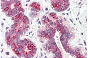 Anti-DHRS7 antibody  ABIN1048500 IHC staining of human breast. (DHRS7 antibody  (Internal Region))