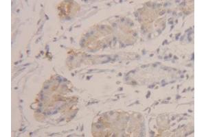 DAB staining on IHC-P; Samples: Human Stomach Tissue (HEXB antibody  (AA 315-456))