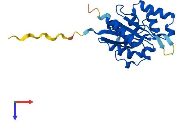 PPCDC Protein (AA 1-204) (His tag)