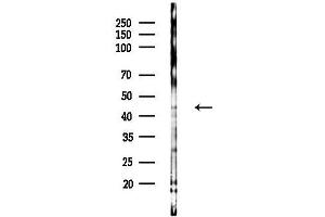 Western blot analysis of lysates from MCF7 cells(heat-shock,45 min treatment), using KAP1 Antibody at 1/1000 dilution.