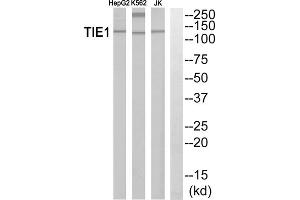 Western blot analysis of extracts from HepG2 cells, K562 cells and Jurkat cells, using TIE1 antibody. (TIE1 antibody  (Internal Region))