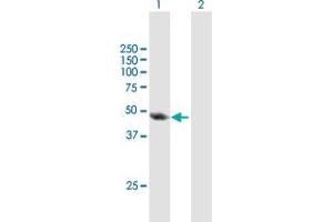 Western Blot analysis of TAF6L expression in transfected 293T cell line by TAF6L MaxPab polyclonal antibody. (TAF6L antibody  (AA 1-459))