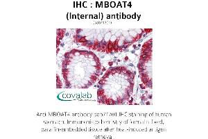 Image no. 1 for anti-Membrane Bound O-Acyltransferase Domain Containing 4 (MBOAT4) (Internal Region) antibody (ABIN1736801) (MBOAT4 antibody  (Internal Region))