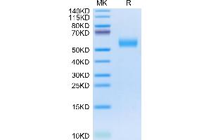 APOH Protein (AA 20-345) (His tag)