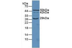 Figure. (CD55 antibody  (AA 47-286))